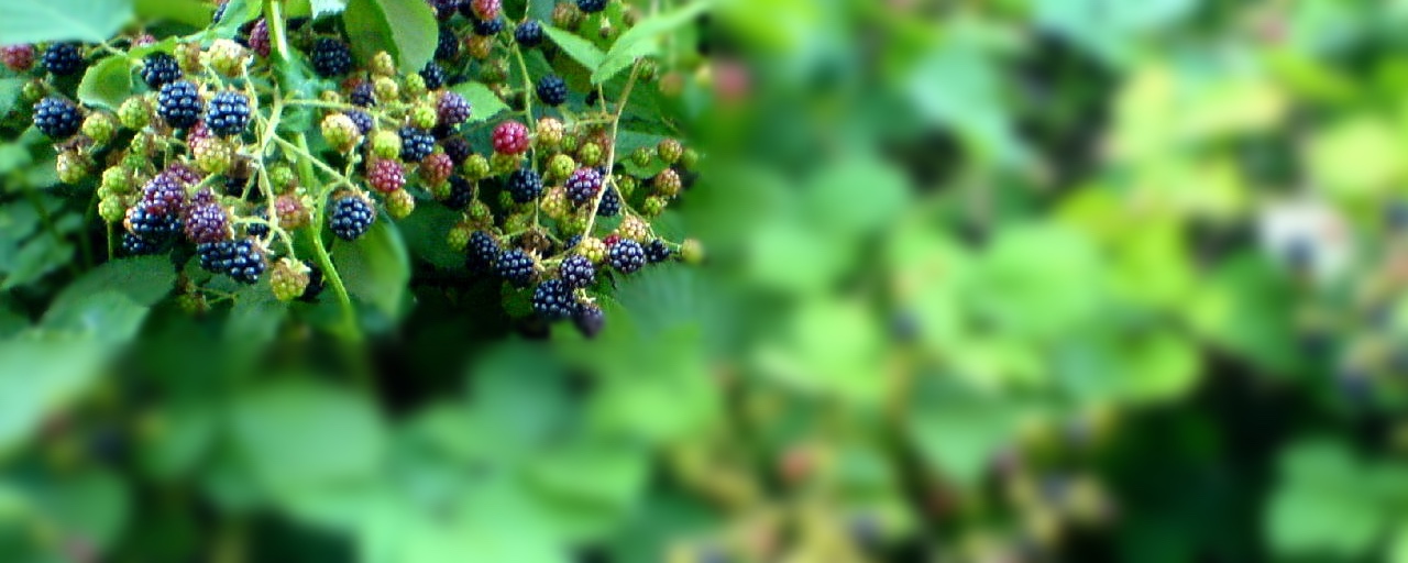 ESSA and AESA: Measuring Learning in Econometrics