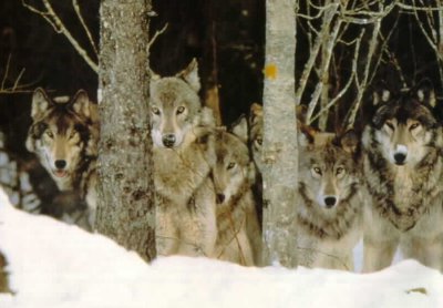 Don't Throw Them to the Wolves
